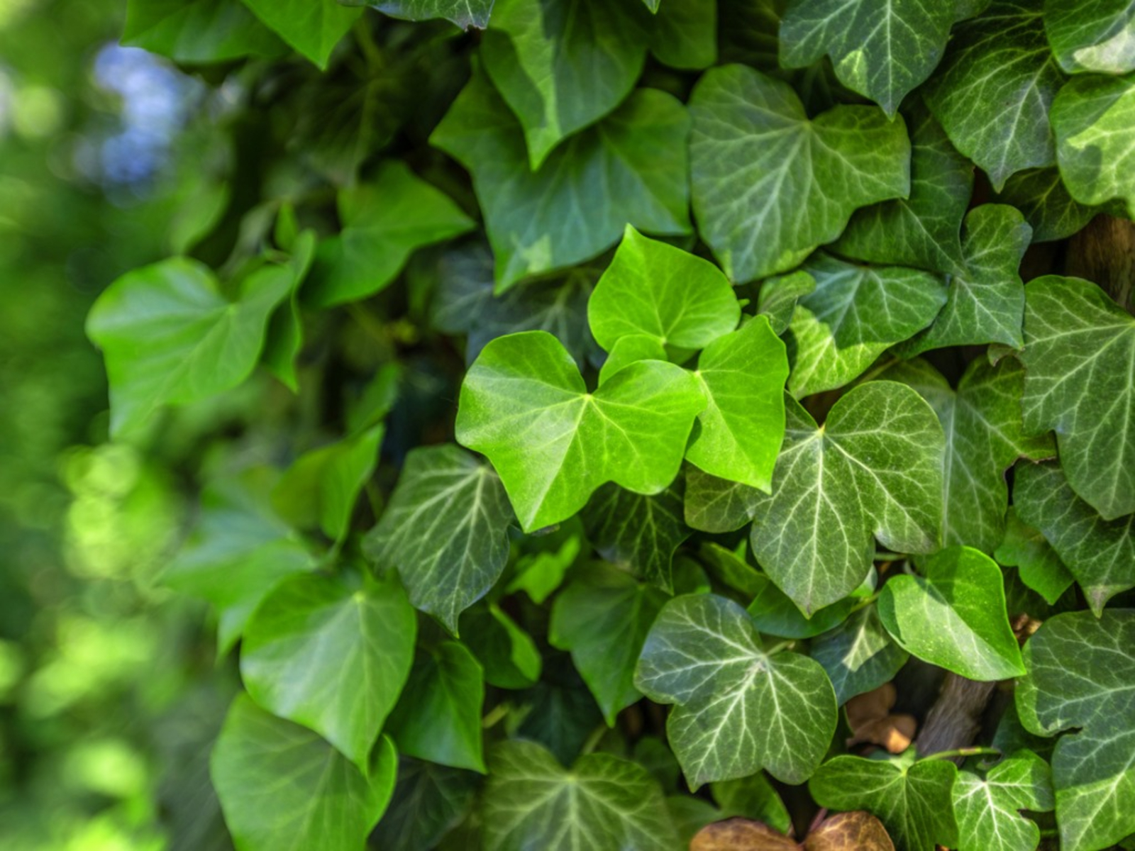 green ivy vine closeup