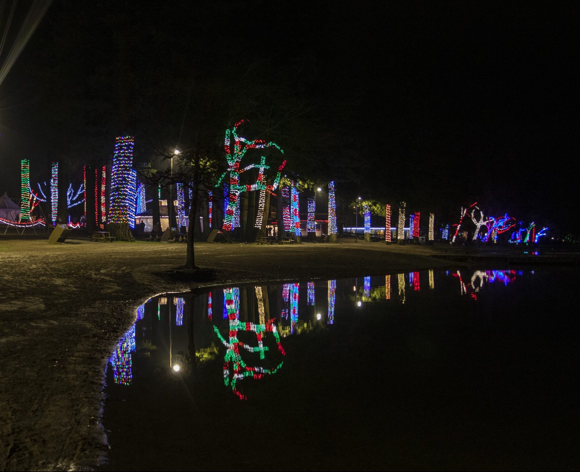 Trees with lights at Light Up Cultus Lake Event